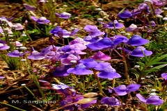 Utricularia babui